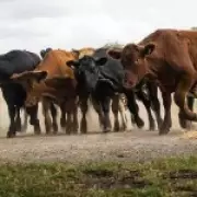 Emmerdale's Belle Dingle Revealed as Surprise Cow Rustler in Farm Feud