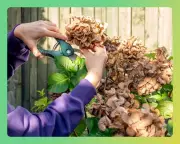 Essential Gardening Tools and Gear for Spring Pruning and Planting