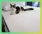 Expert-Tested Mattress Toppers Transform Sleep Quality in 2026 Review