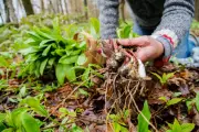 Foraging for Survival: Is Living Off Wild Food Realistic Without Time and Community?