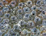 Frogspawn Returns to Pond Built with Father, Signaling Spring's Arrival