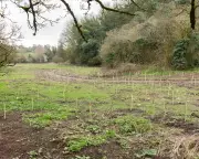 Frome's 'Bitey Horse Field' Transformed into Community Woodland