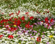 Greece's Mani Region Blooms with Astonishing Wildflower Display