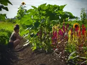 Hawaii's Agricultural Recovery: Farmers Rebuild After Devastating Storm Floods