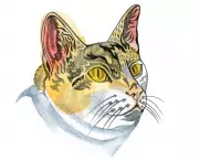 Kids' Quiz: Why Are Cat Ears on Top of Their Heads?