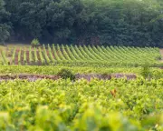 Loire Valley's Light Red Wines: A Healthy Springtime Choice