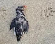 Mass Seabird Starvation Crisis Hits European Coasts in Largest 'Wreck' in a Decade