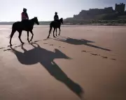 Minella Study's Adam Nicol Aims for Cheltenham Festival Glory in Horse Racing