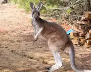 Missing Kangaroo Found Safe in Wisconsin After Multi-Day Search