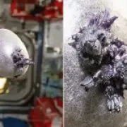 NASA Astronaut Grows Bizarre Purple Potato on ISS, Dubbed 'Spudnik-1'