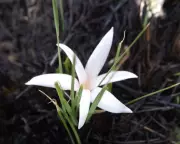 Natal Crocus: The Fire-Blooming Flower That Tricks Ants and Bees