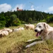 New UK Law Allows Police to Seize Dogs Suspected of Livestock Attacks