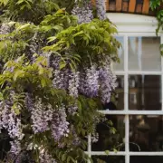 North London Woman Accused of Crutch Attack After Wisteria Destruction