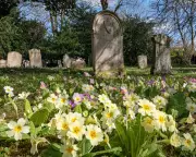 Primroses Paint Churchyard Yellow, Announcing Spring's Arrival in UK