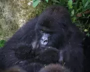 Rare Mountain Gorilla Twins Born in DRC's Virunga National Park