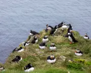 Readers' Top UK Spring Day Trips: From Puffin-Watching to Gardens