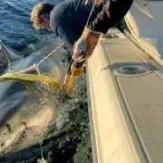 Record-Breaking Great White Shark Returns to Florida Coast During Breeding Season