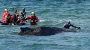 Rescue Race for Stranded Humpback Whale in Baltic Sea as Time Runs Out