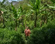 Rio's Banana Growers Preserve World's Largest Urban Forest Through Agroforestry