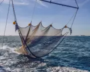 Scientists Urge Combined Action on Ocean Heating and Overfishing