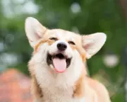 Seven Missing Dogs Led by Corgi Walk 17km Home in China, Sparking Viral Sensation