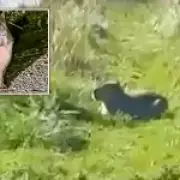 Sniffer Dogs Deployed in Search for Escaped Capybara Samba at Hampshire Zoo