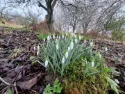 Snowdrop Patch Becomes Cherished Family Tradition in Country Diary