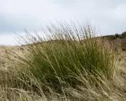 Soft-Rush Pith: Nature's Firestarter Illuminating Winter Darkness