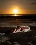 South Australia's Year-Long Algal Bloom Crisis Devastates Marine Life