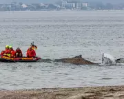 Stranded Humpback Whale Faces Death on German Baltic Coast