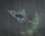 Stranded Humpback Whale Timmy's Fate Uncertain After Third German Coast Beaching