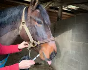 Targeted Deworming: Saliva Testing for Ponies and Rethinking Parasite Control
