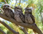 Tawny Frogmouths: From Nocturnal Hunters to Aerial Athletes in Melbourne's Gardens