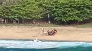 Three Dead in Hawaii Tourist Helicopter Crash Off Kauai Coast