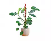 Transform Your Houseplants: Ditch Moss Poles for Sculptural Stakes