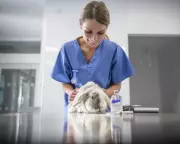 UK Competition Watchdog Cracks Down on Vet Fees with Price Caps and Transparency Rules