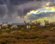 UK Food Security Crisis: Experts Urge Action on Farming and Land Use