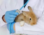 UK Vets Face Fee Crackdown: Prescription Caps and Price Transparency Ordered