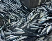 UK's Marine Protected Areas Scandal: Overfishing Threatens Ocean Ecosystems