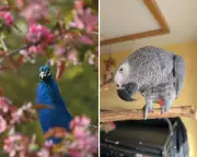 UK's Premier Exotic Animal Hospital Faces Closure Amid Corporate Takeover