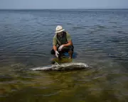 War's Toxic Legacy: Black Sea Dolphins Face Extinction Amid Conflict