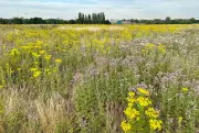West London's Warren Farm Officially Declared as New Nature Reserve