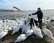 Wild Swans in Crisis: When Nature Needs Human Intervention