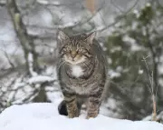 Wildcat Population Surges Across UK, Marking Conservation Milestone