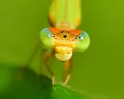 Wildlife Wonders: From Lynx Hunts to Emerald Vipers in Global Photo Roundup