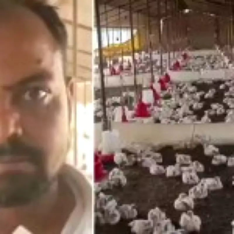 140 Chickens Die After Wedding DJ's Loud Music Causes Panic in India