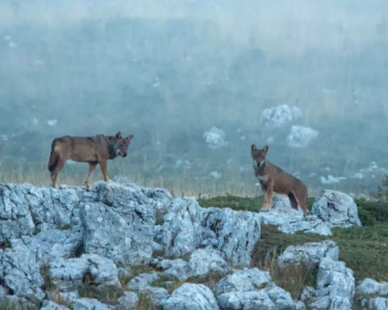18 Wolves Found Dead in Italian National Park in Suspected Poisoning Spree