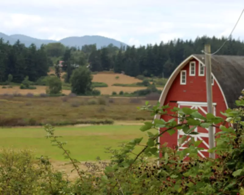 21 Dead Dogs Found on Washington Island Spark Horror Movie Comparisons