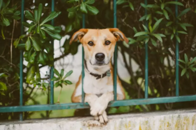 A Year Reading Meters: Rediscovering Writing Amid Dogs and Horses