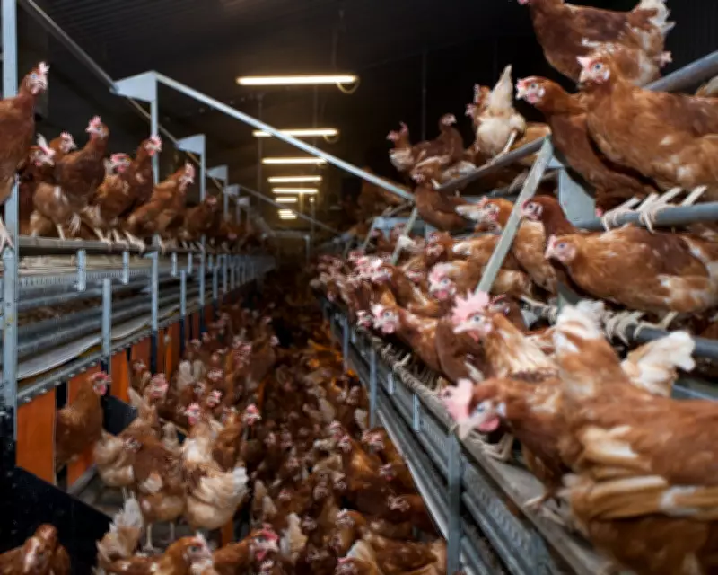 Ammonia Pollution Hotspots Linked to Intensive Livestock Farms in UK